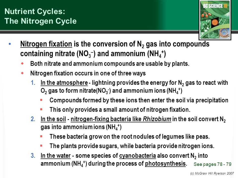 The nutrient cycle and the nitrogen